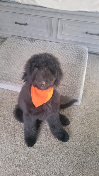 /Images/uploads/Warrick Parks Foundation/pippero-pup-park/entries/26564thumb.jpg